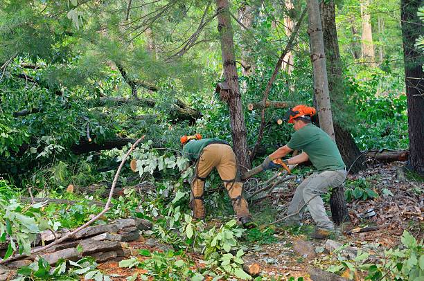 Reliable Warm Mineral Springs, FL Tree Removal Solutions